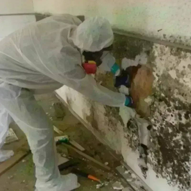 Mold Remediation and Removal in Yazoo City, MS